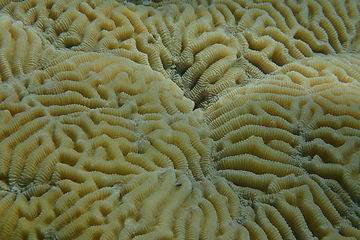 Image showing some Favia coral texture