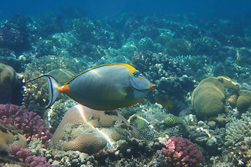 Image showing Naso tang (Naso Lituratus) fish