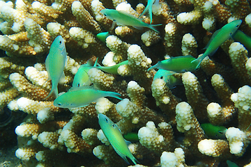 Image showing Blue-green Chromis (Chromis viridis) fish