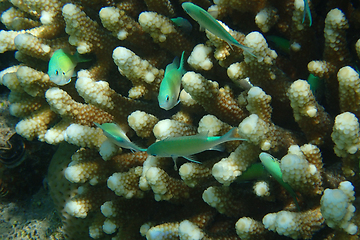 Image showing Blue-green Chromis (Chromis viridis) fish