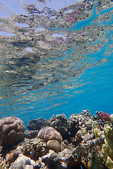 Image showing coral reef in Egypt, Makadi Bay