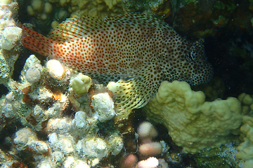 Image showing unknown fish from red sea