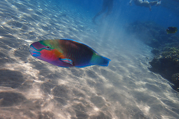 Image showing parrot fish from the egypt