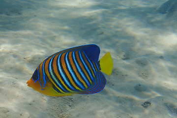 Image showing Regal angelfish (Pygoplites diacanthus) in the coral reef