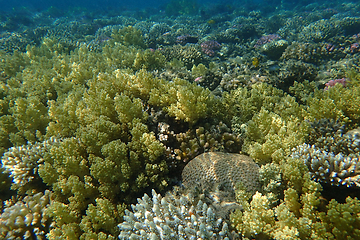 Image showing coral reef in Egypt, Makadi Bay