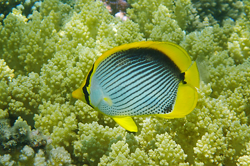 Image showing Chaetodon melannotus fish