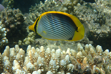 Image showing Chaetodon melannotus fish