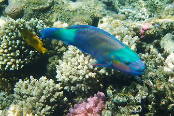 Image showing parrot fish from the egypt