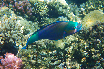 Image showing parrot fish from the egypt