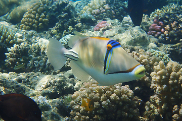 Image showing Picasso Triggerfish