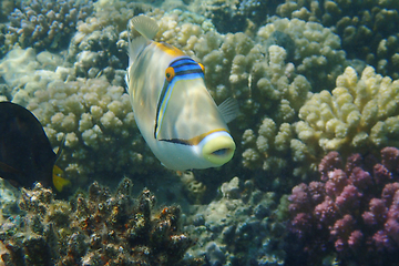 Image showing Picasso Triggerfish