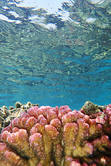 Image showing coral reef in Egypt, Makadi Bay
