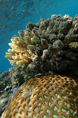 Image showing coral reef in Egypt, Makadi Bay