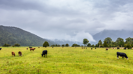 Image showing lush landscape with cows