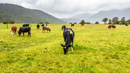 Image showing lush landscape with cows