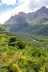 Image showing a forest on the way to Doubtful Sound New Zealand