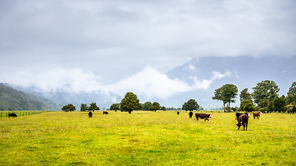 Image showing lush landscape with cows