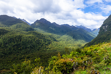 Image showing a forest on the way to Doubtful Sound New Zealand