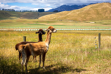 Image showing Alpaca animal in New Zealand