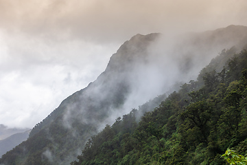 Image showing misty rainforest in New Zealand