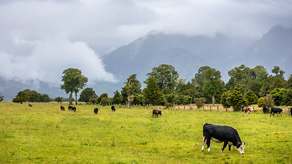 Image showing lush landscape with cows