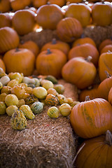 Image showing pumpkin patch