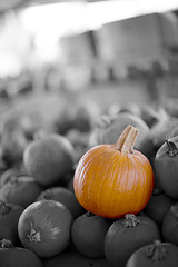 Image showing pumpkin patch