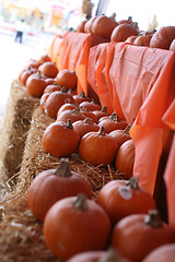 Image showing pumpkin patch