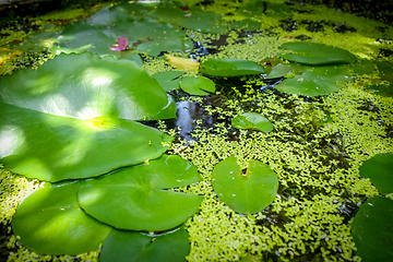 Image showing Nenuphar in water pond background