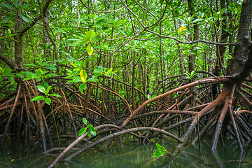 Image showing Mangrove in Phang Nga Bay, Thailand