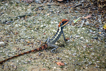 Image showing Crested Lizard in jungle, Khao Sok, Thailand