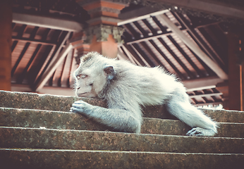 Image showing Monkey sleeping on a temple roof in the Monkey Forest, Ubud, Bal