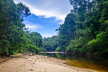 Image showing River in Jungle rainforest Taman Negara national park, Malaysia