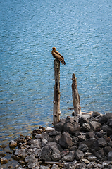 Image showing Black kite bird on lake Chuzenji, Nikko, Japan