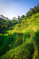 Image showing Paddy field rice terraces, ceking, Ubud, Bali, Indonesia