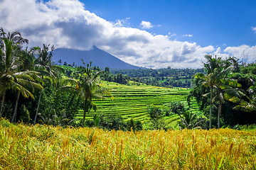 Image showing Jatiluwih paddy field rice terraces, Bali, Indonesia