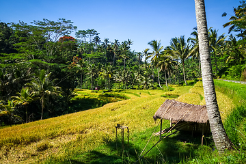 Image showing Paddy field in Gunung Kawi temple, Ubud, Bali, Indonesia