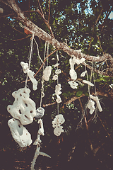 Image showing Hanging coral, Perhentian Islands, Terengganu, Malaysia