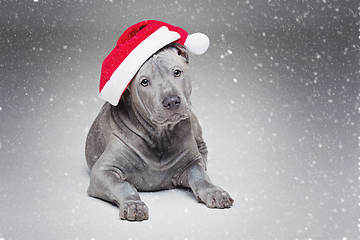 Image showing thai ridgeback puppy in xmas hat