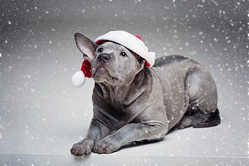 Image showing thai ridgeback puppy in xmas hat