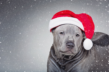 Image showing thai ridgeback puppy in xmas hat