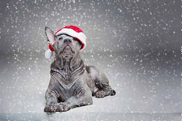 Image showing thai ridgeback puppy in xmas hat