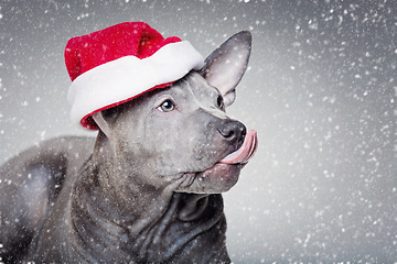 Image showing thai ridgeback puppy in xmas hat