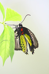 Image showing Tropical butterfly