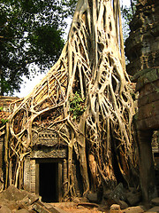 Image showing Tree root at Angkor Wat