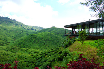 Image showing A tea plantation farm in Cameron Highlands, Malaysia