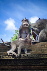 Image showing Monkeys on a temple roof in the Monkey Forest, Ubud, Bali, Indon