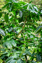 Image showing Coffee plantation near Chiang Mai, Thailand