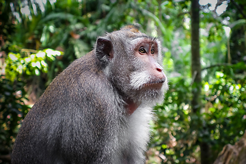 Image showing Monkey in the Monkey Forest, Ubud, Bali, Indonesia