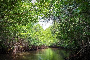 Image showing Mangrove in Nusa Lembongan island, Bali, Indonesia